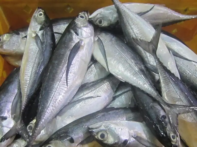 Frozen Horse Mackerel,Grade 3a,Best Seller/horse Mackerel Importers In ...