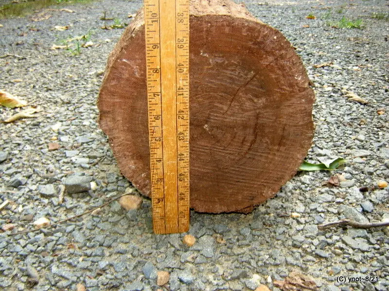 Premium Walnut Logs Walnut Logs for Sale