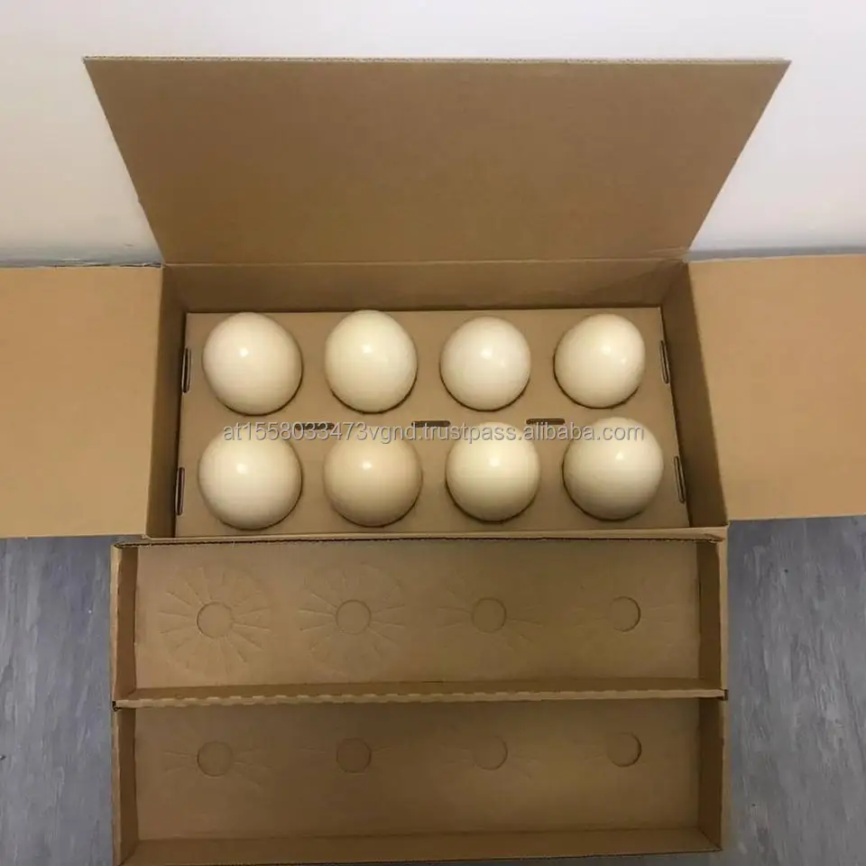 Fresh Fertile Ostrich Eggs For Sale / Fresh Fertile Ostrich Eggs