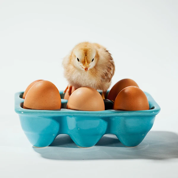 Fertilized Chicken Eggs/ Cobb 500 Broiler Chicken Eggs/fresh Cobb 700