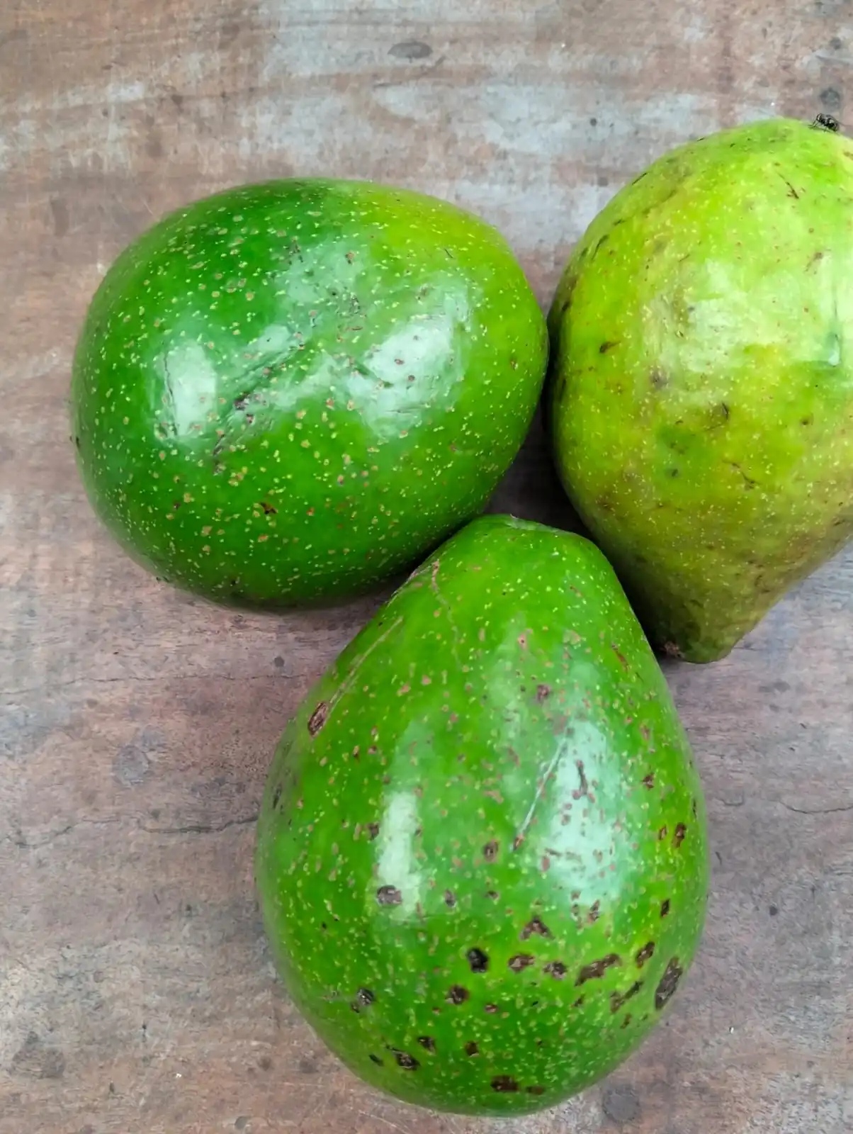 Wholesale Premium Quality Natural Avocado Fruit Best Selection Fresh Style From Indonesia