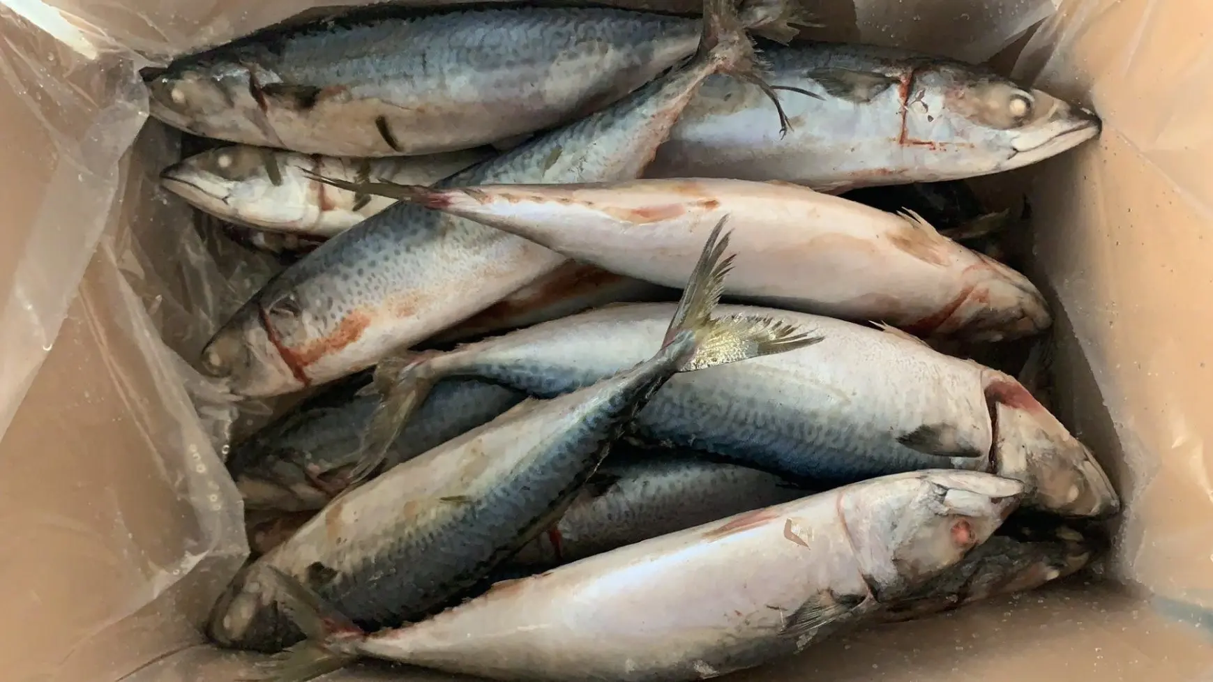 Atlantic Fish Frozen Horse Mackerel Price Buy Hot Sale Seafrozen