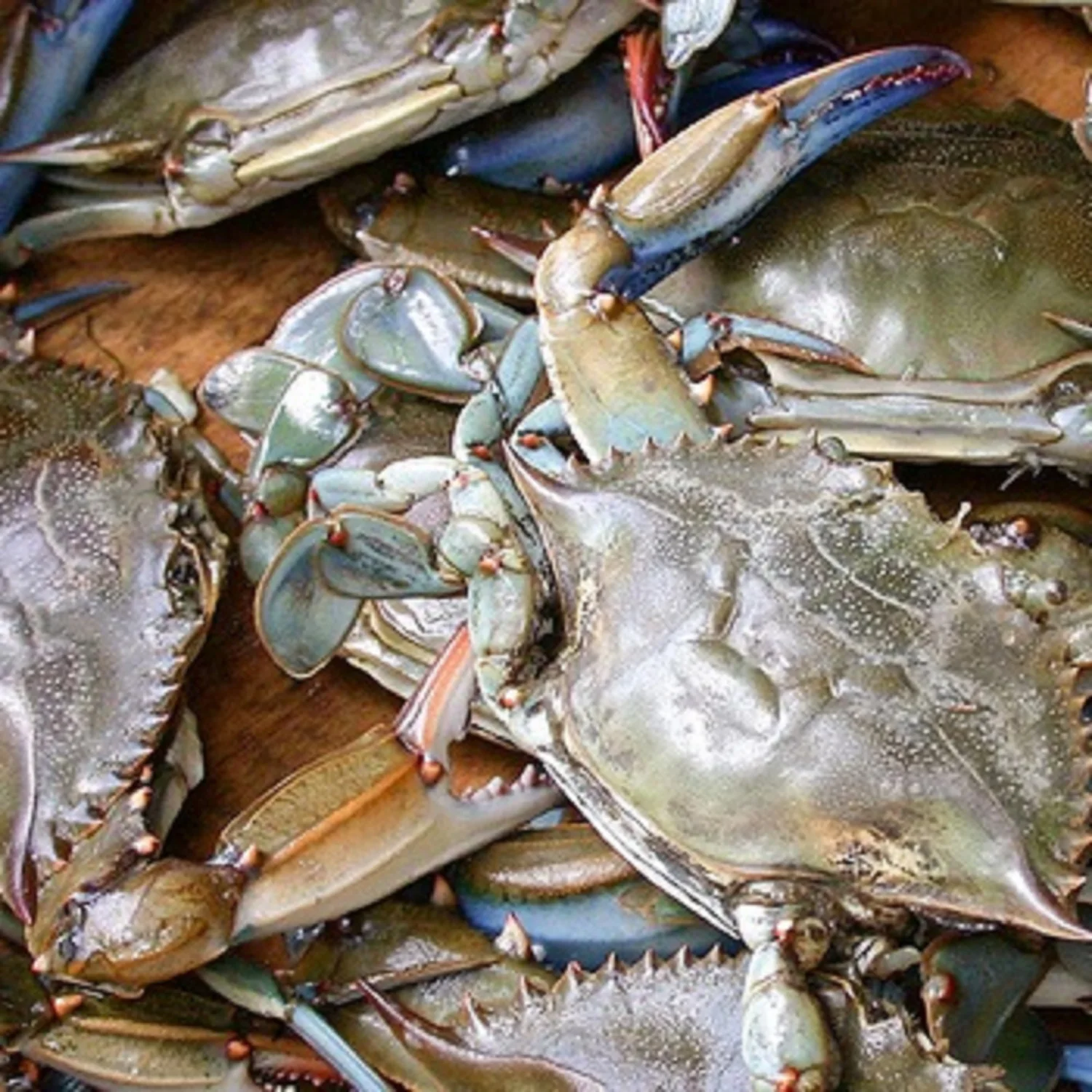 Горячая Распродажа крабы из живой грязи голубые Замороженные