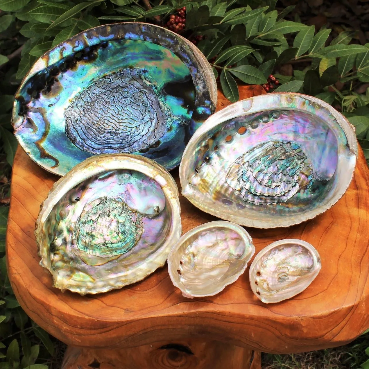 Dried Green Blue Paua Shell Natural Clean Raw Unpolished Wholesale Cheapest Price Australian Abalone Shells for Sale