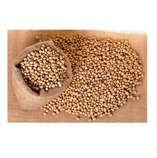 High Protein Yellow Soybean Soya Beans / Soy Bean For Sale Buy