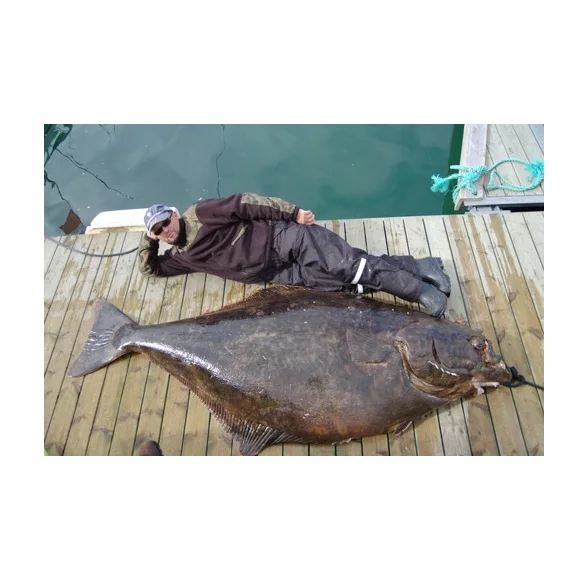 Wholesale Price Supplier Of Fresh Frozen Atlantic Halibut Fish Fast
