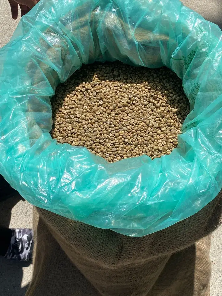 Hot sale green Robusta coffee beans