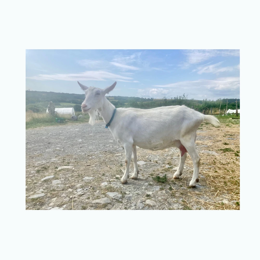 High Quality Boer Goats / Saanen Goats / Anglonubian Goats Buy High