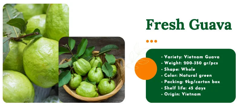 Factory Price 2024 Fresh Guava Vietnam Guava High Quality Green Guava ...