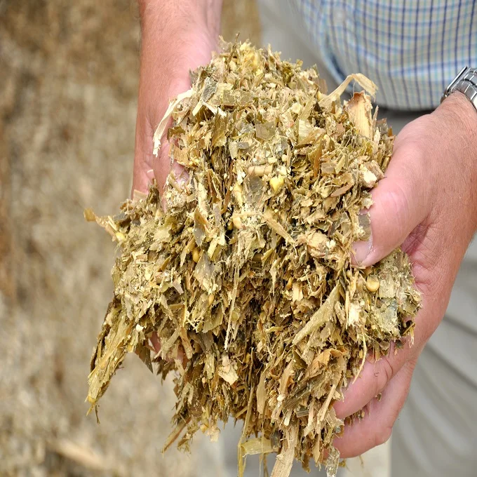 CATTLE FEED CORN SILAGE in STOCK /DRIED SILAGE PELLETS