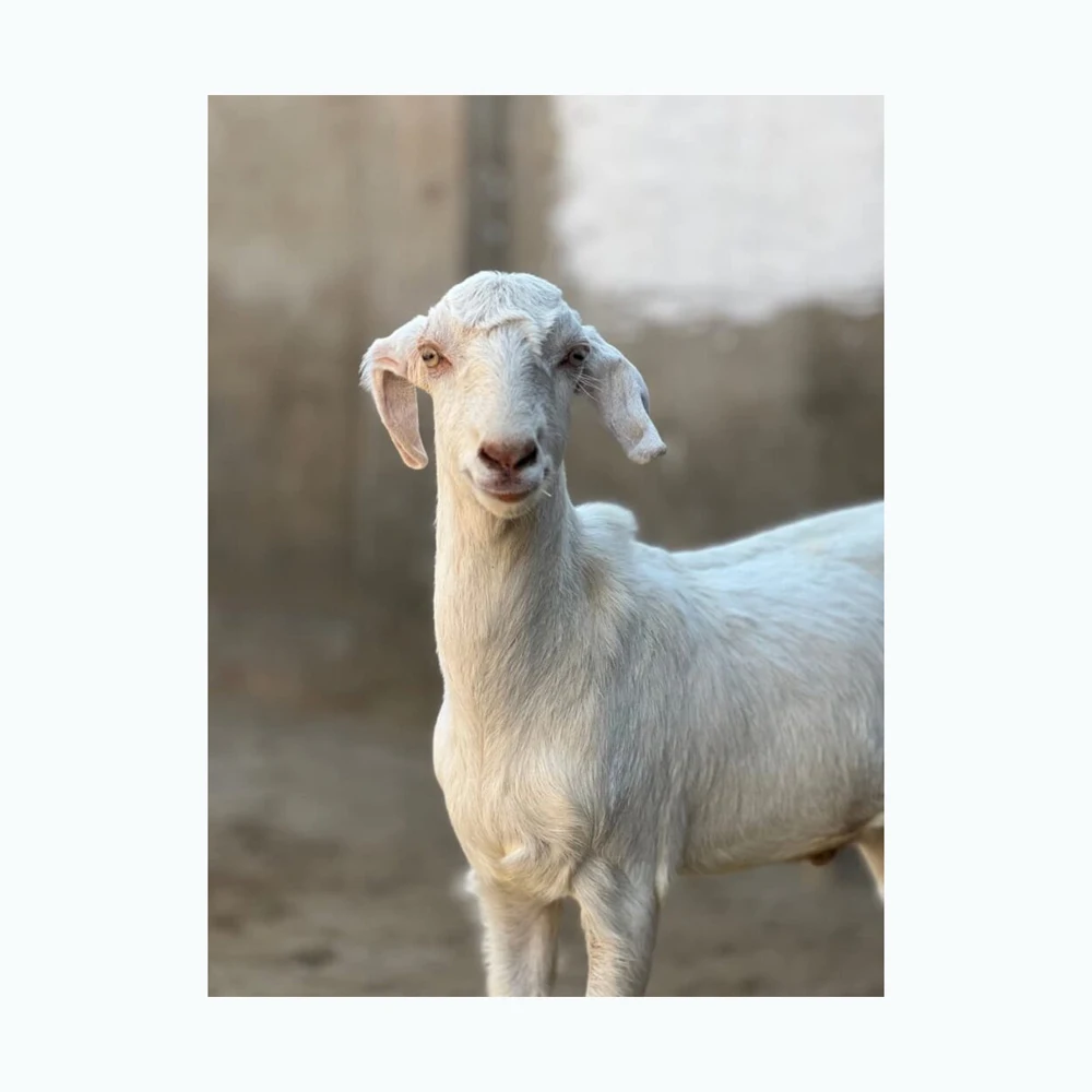 High Quality Boer Goats / Saanen Goats / Anglonubian Goats Buy High Quality Stock Saanen Goat