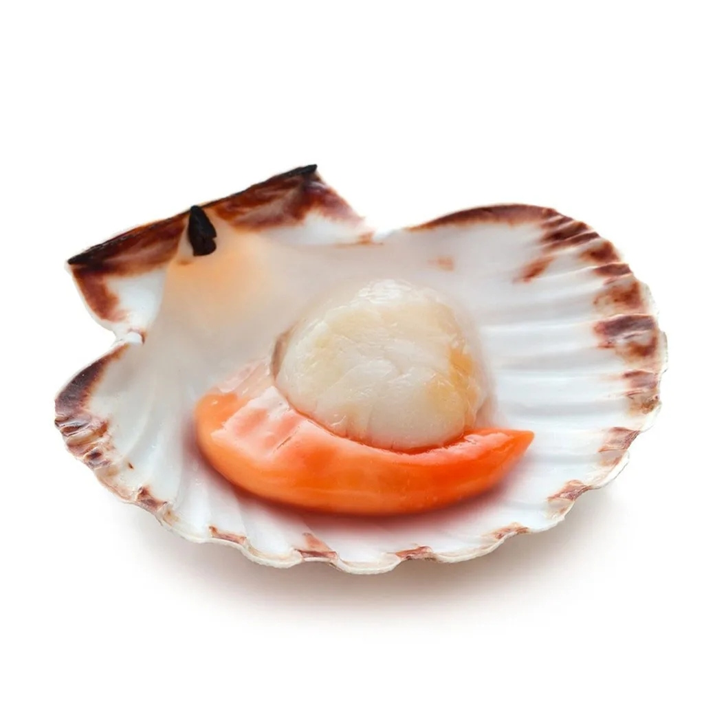 Морской гребешок моллюск. Филе морского гребешка. Морской гребешок с икрой на раковине. Гребешки в раковине замороженные. Морской гребешок замороженный.