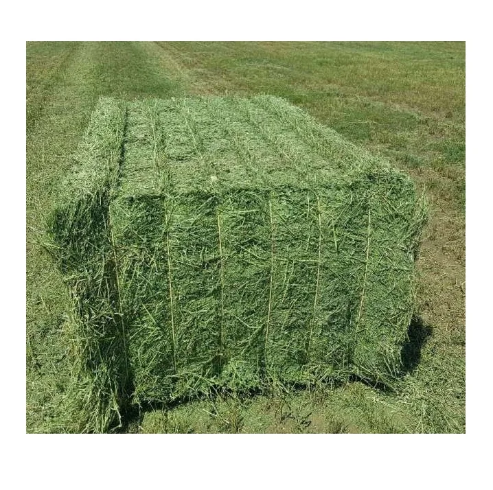 Alfalfa (lucerne) Hay/timothy Alfafa Hay/ Cheap Alfafa Hay For Animal