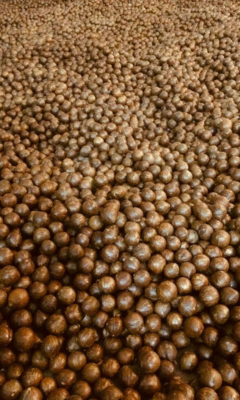 2023 новые орехи макадамия/жареные орехи макадамия в скорлупе