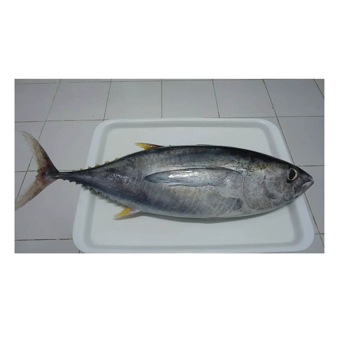 Premium Quality Fresh Frozen Yellowfin Tuna Fish Bulk Stock At Wholesale Cheap Price Buy