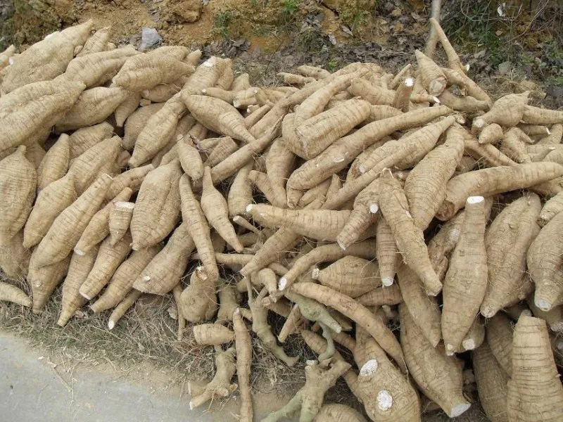 Fresh Cassava6.jpg