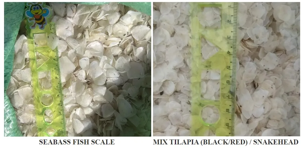 High Quality Dry Tilapia Fish Scales Dried Fish Scale Wholesale From