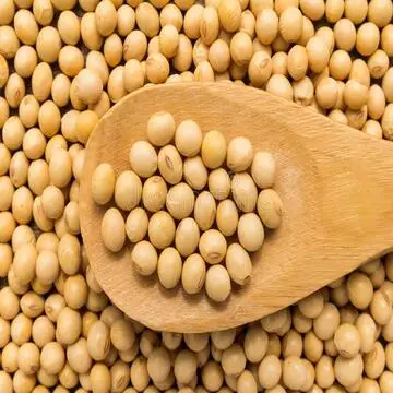Non GMO высококачественное здоровое сушеное соевое зерно в объемных мешках органическое сыроедение хорошего качества