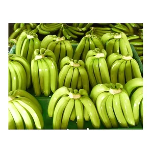 Quality Assurance Natural Green Fresh Cavendish Bananas Lowest Price Fresh Cavendish Bananas Manufacturer From India