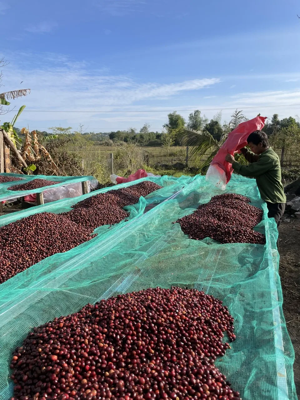 Wholesale Unwashed Robusta G1 S16 Wet Polished Premium Quality Coffee