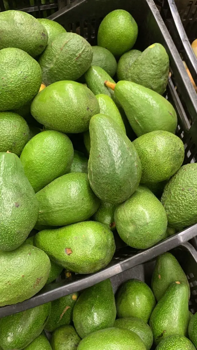Competitive Price Fresh Ripe Hass Avocados Cartons Export-Ready Agriculture Product