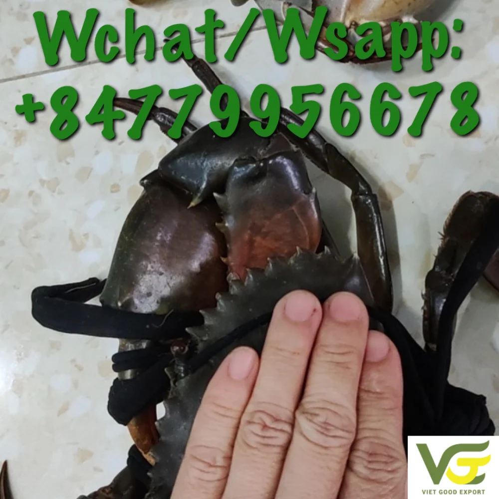 Best Supplier Mud Crab/ Crab Roe /meat Crab For Standard Restaurant
