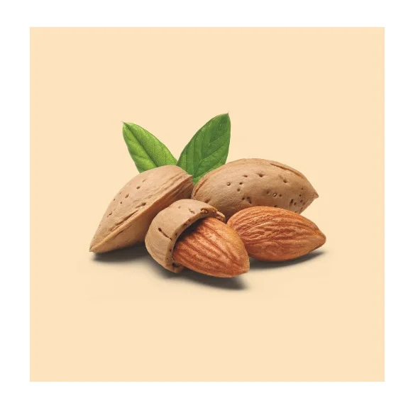Almonds Almond Nuts Raw Bitter And Sweet Kernels Ships In Bulk