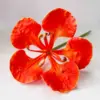 07: Rojo