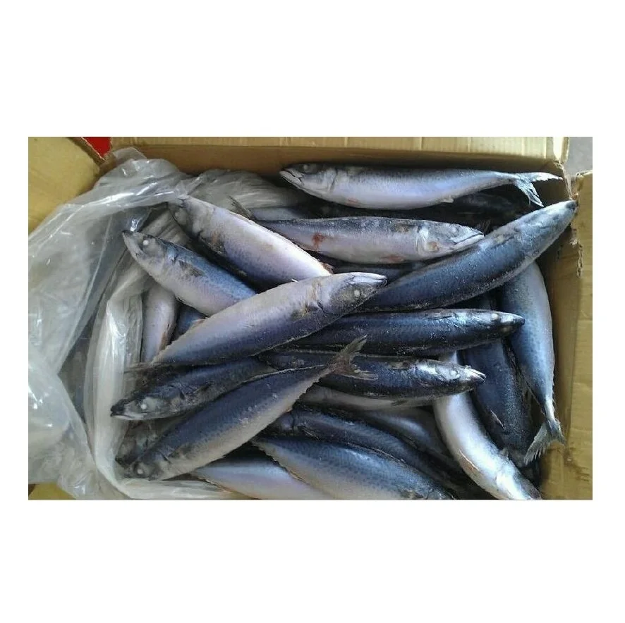 Premium Quality Frozen Mackerel Fish Fillet Norwegian - Buy Online ...