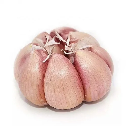 Best Fresh Garlic for Thailand & Lowest Price