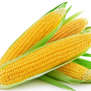 Corn2.png