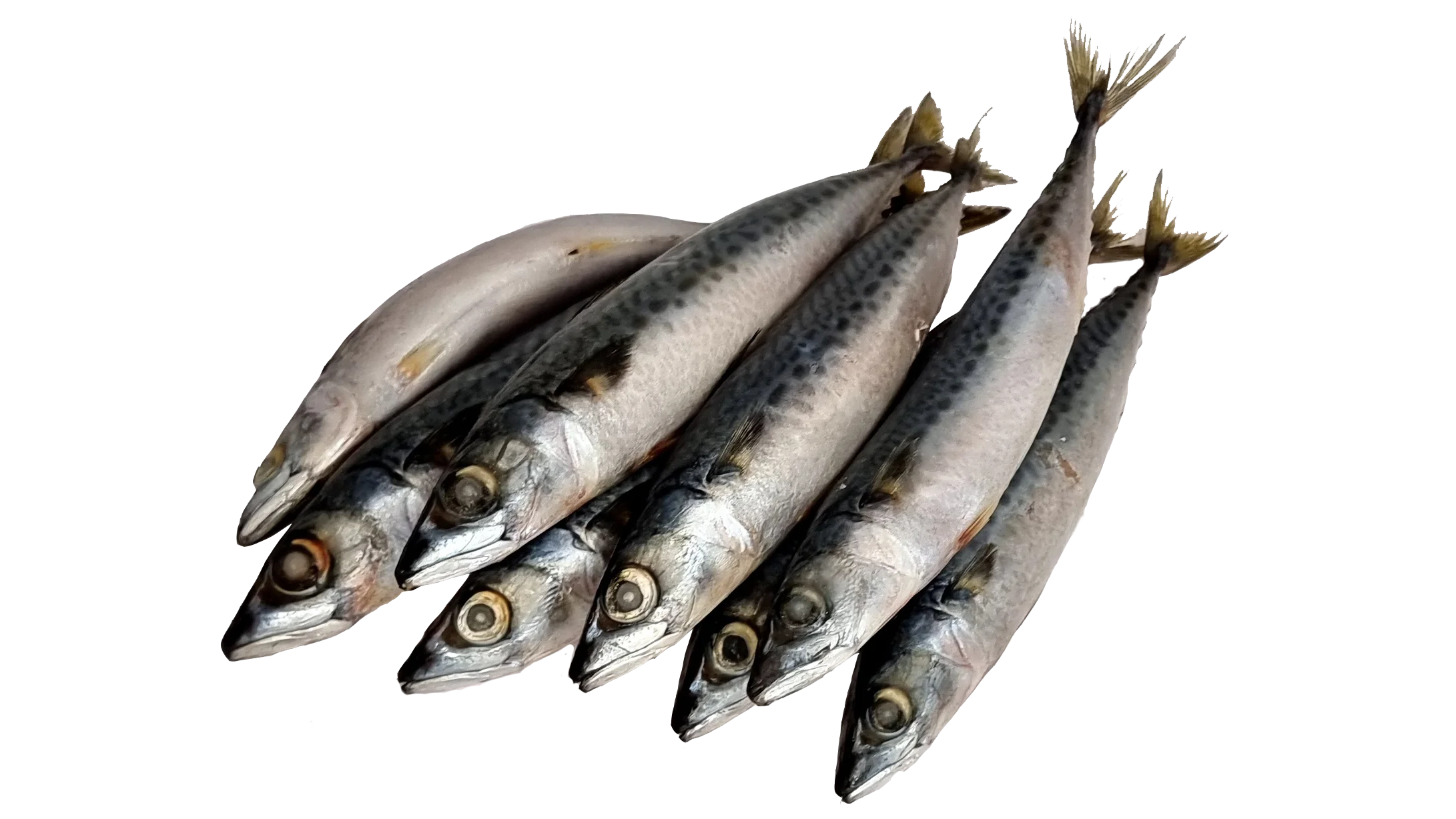Frozen Mackerel Fish Available For Export Fresh Makerel Fish For Export