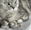 Tabby