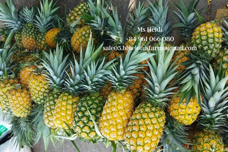 MD2 Pineapple Plants from Vietnam - Quality & Growth