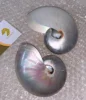 Pearlized