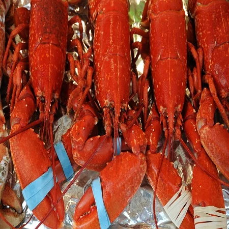 Frozen Lobster / Frozen Lobster Tails / Fresh Live Lobsters For Sale ...