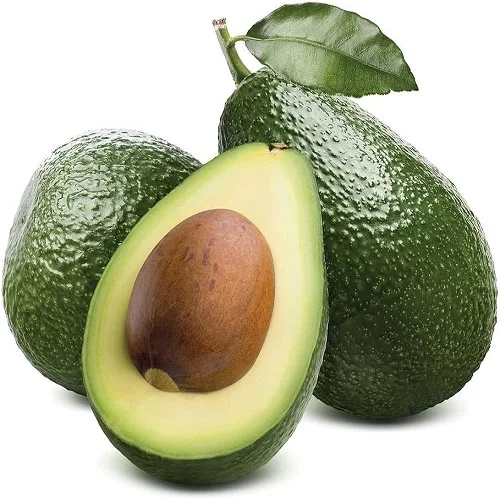 Fresh Avocado with Global Certifications Exporter