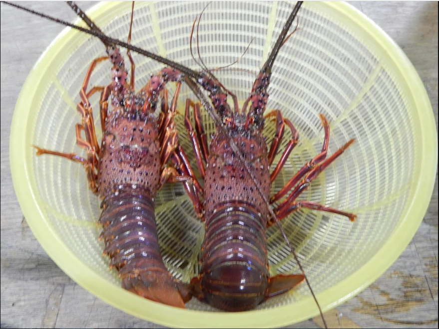 Vietnam Alive Spiny Lobster Frozen,Wr,500-700,700-900 - Buy Crayfish ...