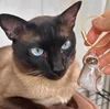 Siamese