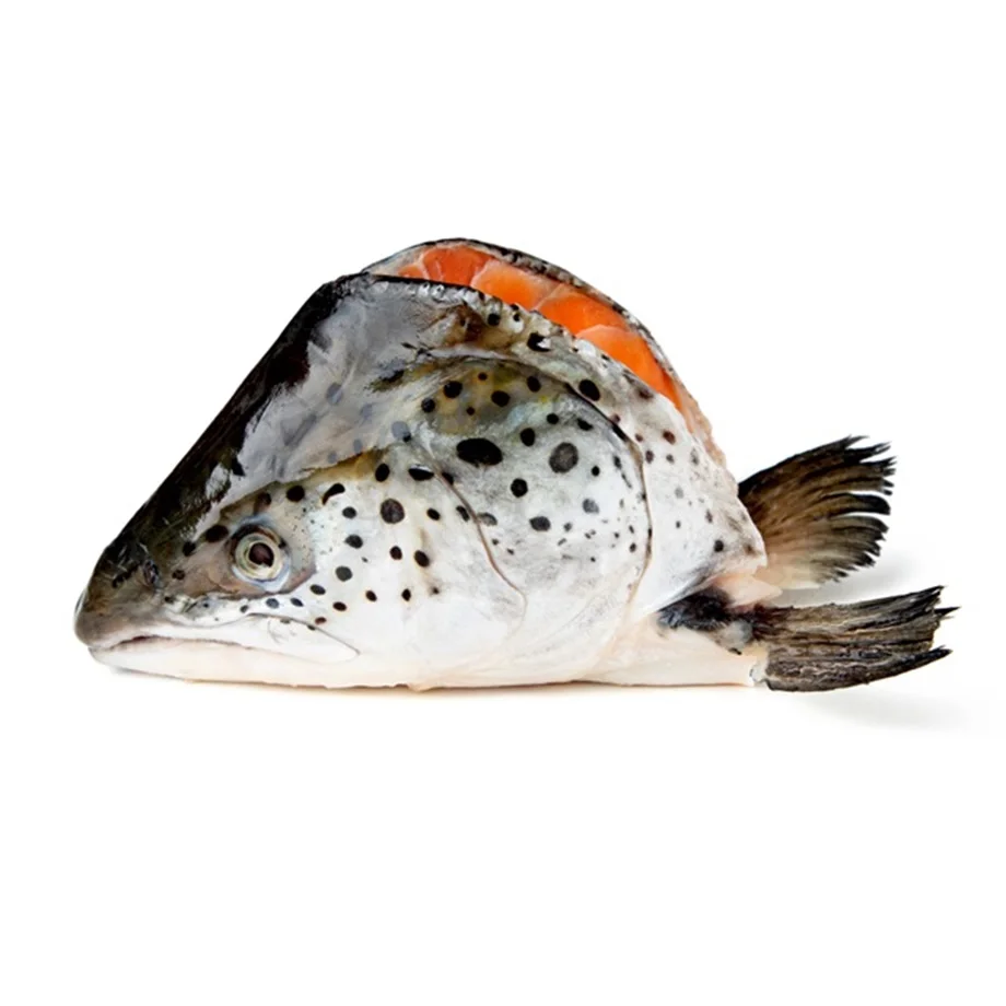 Frozen Atlantic Salmon Fish for Sale / Wholesale Price Quality Frozen Salmon Colar