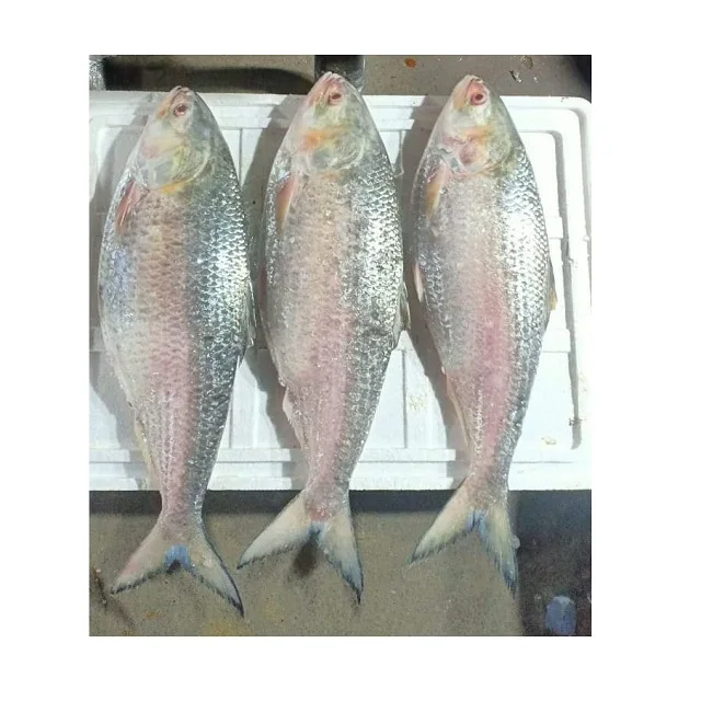 Frozen Fish Fresh Tilapia Supplier Block Bulk Style Packaging Package