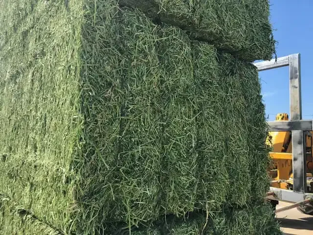 All Sizes Fresh Green Alfalfa Hay/hay Alfalfa/animal Feed From Germany ...