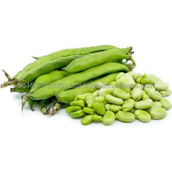 Dried Broad Beans Fava Beans For Sale Buy Big Size Fava Beans Export