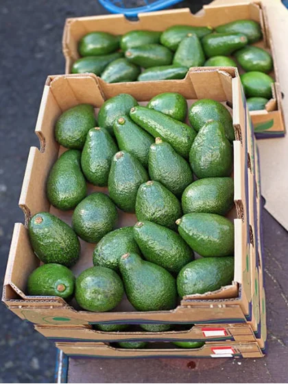 Premium Frozen Organic Hass Avocado Pelta Variety Best Grade Spain Origin 15cm Size for Sale