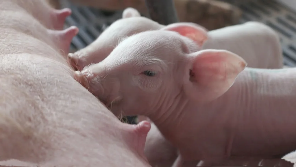 Corn Gluten Meal For Animal Feed Buy Maize Meal,Soybean Meal For