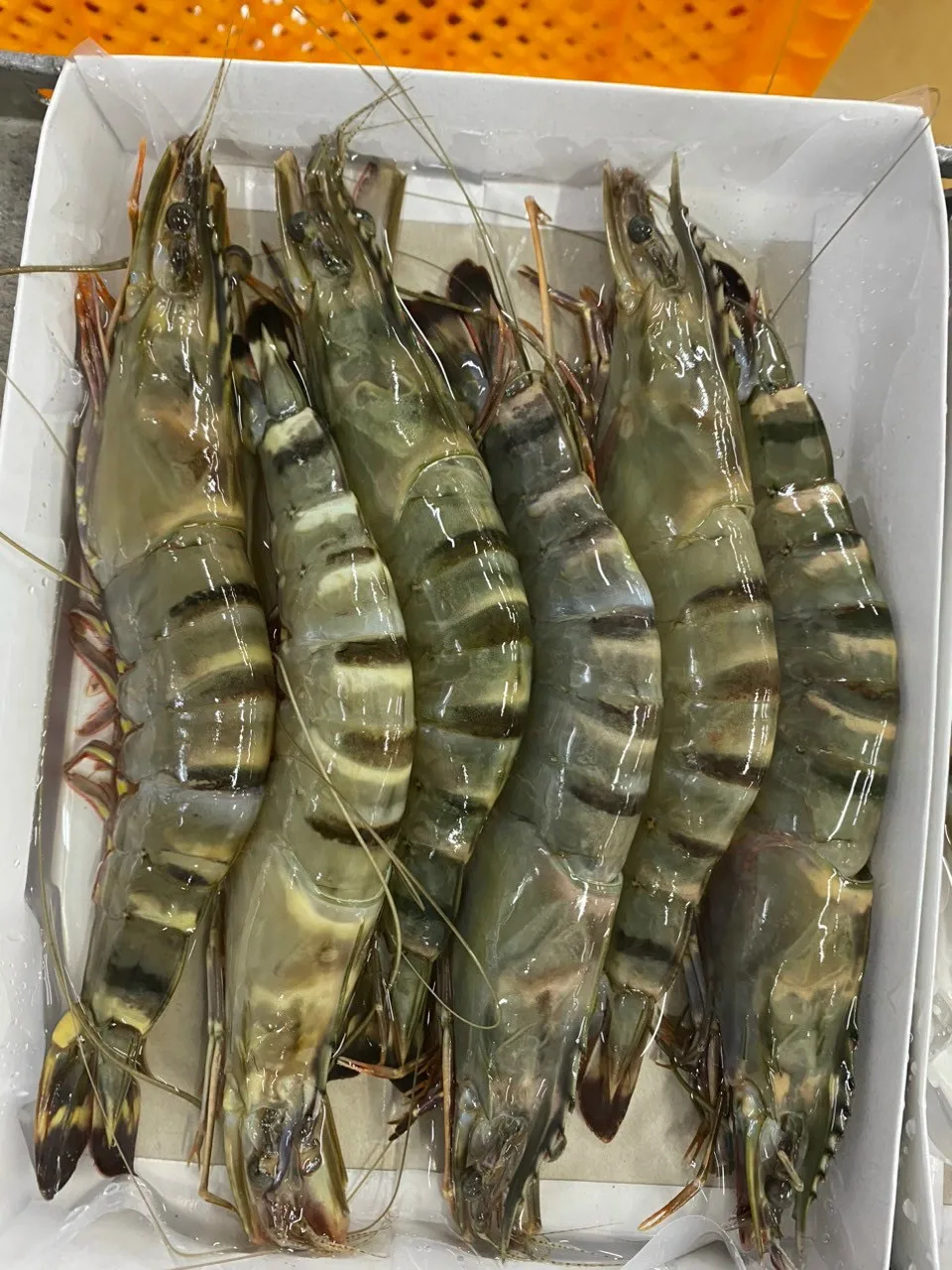 10kg New Quality Dgt Iso Haccp Halal Certification Premium Quality