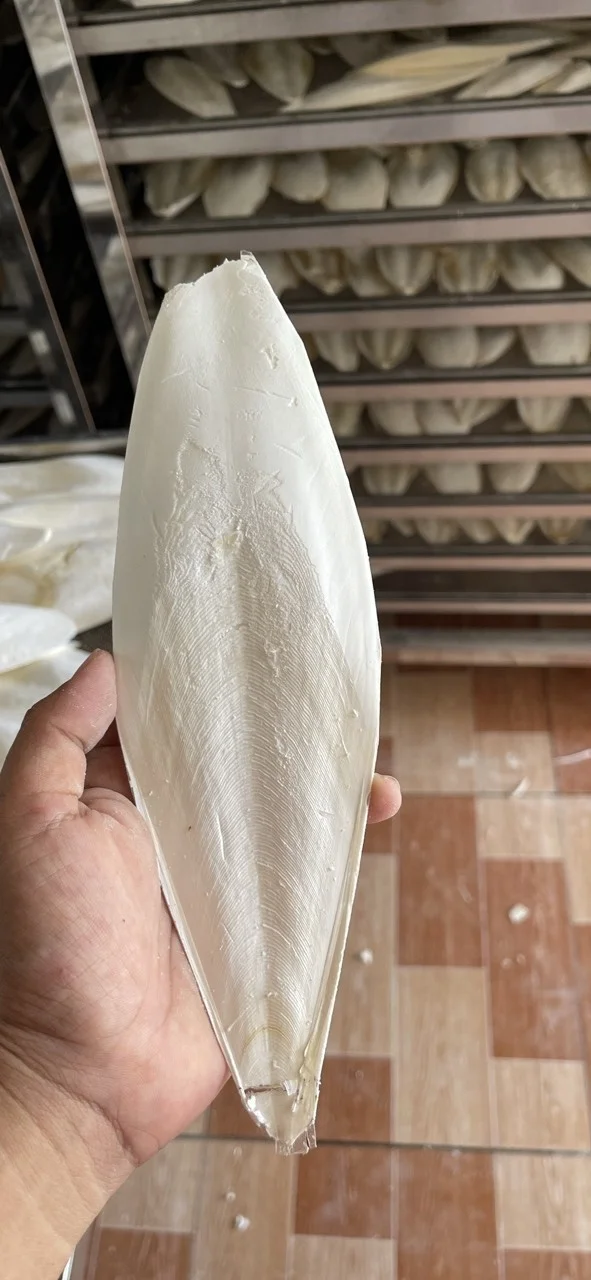 Hot Sale 2023 Dried Cuttlefish Bone With Reasonable Price And Good