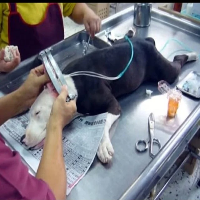 Best Quality Dog Ear Cropping Aluminum Veterinary Tools Clamp Custom