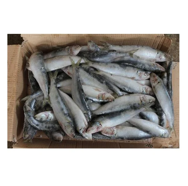 Bqf Sardines Frozen Sardine Bait Frozen Sardine Fish Buy Hot Product