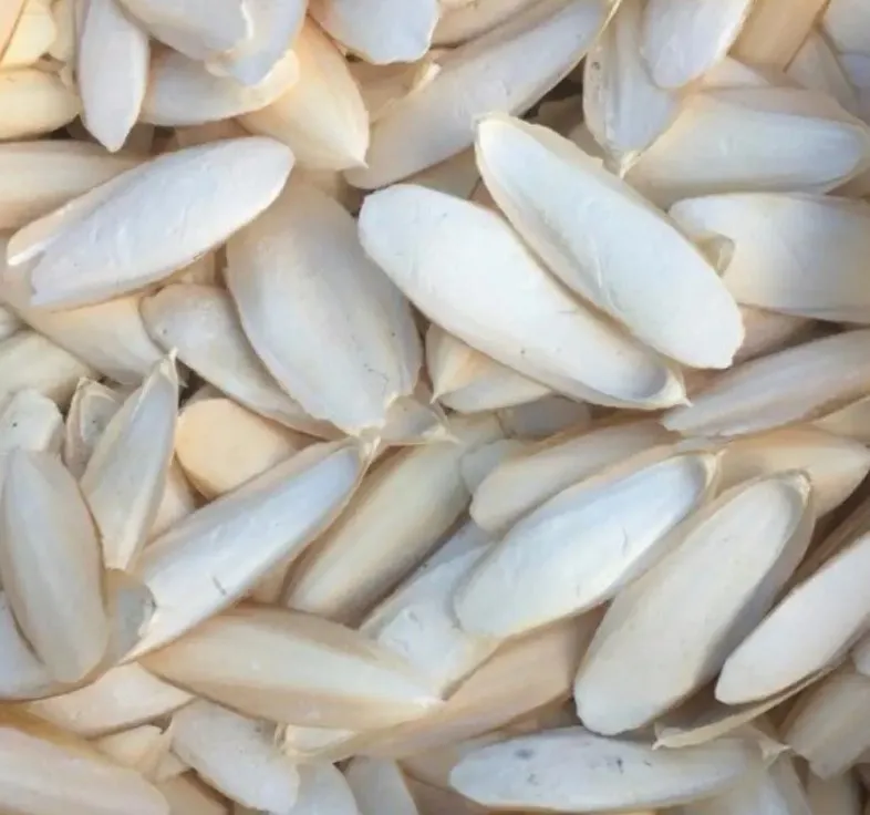 Cuttlebone Animal Feed| Squid Shell | Cuttlefish Bones - Products for ...